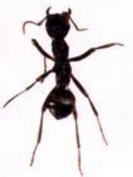  Black Ant P.E.